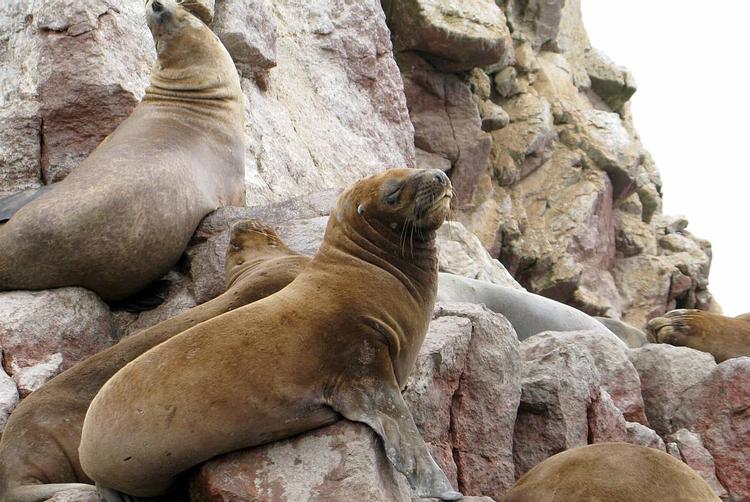 Hoteles San Agustín | Lima | 2